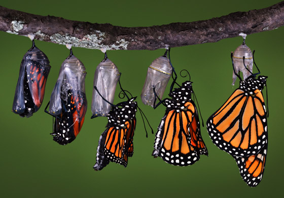 Butterfly Transformation Butterfly Transformation